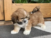 Lacie, a female Lhasa Apso for sale in Nappanee, IN – Photo 7 of 10