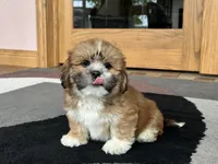 Lacie, a female Lhasa Apso for sale in Nappanee, IN – Photo 6 of 10