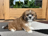 Lacie, a female Lhasa Apso for sale in Nappanee, IN – Photo 10 of 10