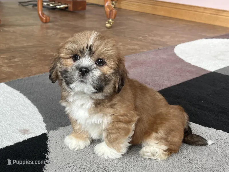 Lacie – Lhasa Apso puppy for sale in Nappanee, IN