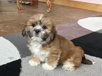 Lacie, a female Lhasa Apso for sale in Nappanee, IN – Photo 1 of 10