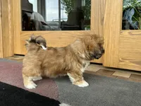 Lacie, a female Lhasa Apso for sale in Nappanee, IN – Photo 5 of 10