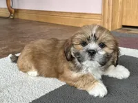 Lacie, a female Lhasa Apso for sale in Nappanee, IN – Photo 8 of 10