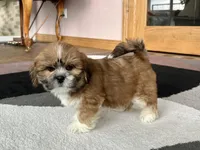 Lacie, a female Lhasa Apso for sale in Nappanee, IN – Photo 3 of 10