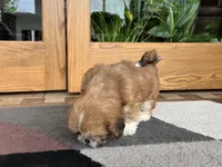 Lacie, a female Lhasa Apso for sale in Nappanee, IN – Photo 4 of 10