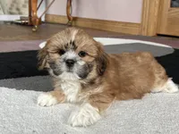 Lacie, a female Lhasa Apso for sale in Nappanee, IN – Photo 2 of 10
