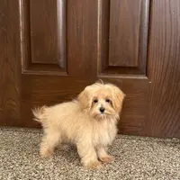 Darla, a female Maltipoo for sale in Nappanee, IN – Photo 4 of 7