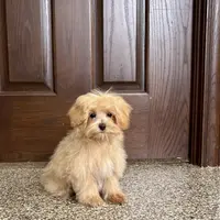 Darla, a female Maltipoo for sale in Nappanee, IN – Photo 1 of 7