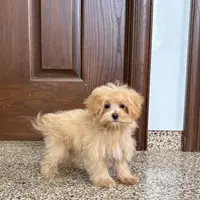 Darla, a female Maltipoo for sale in Nappanee, IN – Photo 6 of 7