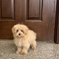 Darla, a female Maltipoo for sale in Nappanee, IN – Photo 5 of 7