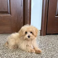 Darla, a female Maltipoo for sale in Nappanee, IN – Photo 7 of 7