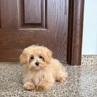 Darla, a female Maltipoo for sale in Nappanee, IN – Photo 2 of 7