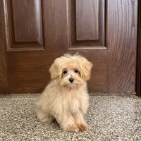 Darla, a female Maltipoo for sale in Nappanee, IN – Photo 3 of 7