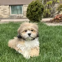 Benny, a male Lhasa Apso for sale in Nappanee, IN – Photo 8 of 8