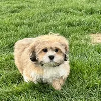 Benny, a male Lhasa Apso for sale in Nappanee, IN – Photo 7 of 8
