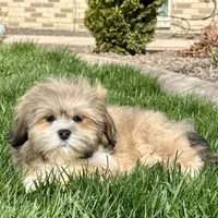 Benny, a male Lhasa Apso for sale in Nappanee, IN – Photo 3 of 8