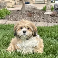 Benny, a male Lhasa Apso for sale in Nappanee, IN – Photo 5 of 8