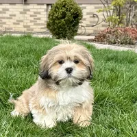 Benny, a male Lhasa Apso for sale in Nappanee, IN – Photo 1 of 8
