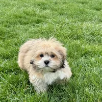 Benny, a male Lhasa Apso for sale in Nappanee, IN – Photo 2 of 8