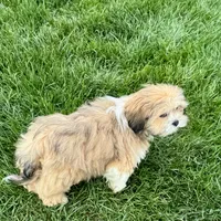 Benny, a male Lhasa Apso for sale in Nappanee, IN – Photo 4 of 8