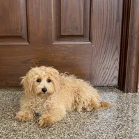 Sonya, a female Maltipoo for sale in Nappanee, IN – Photo 7 of 8