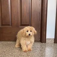 Sonya, a female Maltipoo for sale in Nappanee, IN – Photo 1 of 8