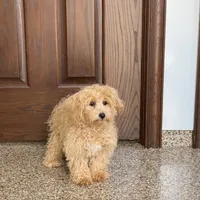 Sonya, a female Maltipoo for sale in Nappanee, IN – Photo 5 of 8
