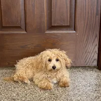 Sonya, a female Maltipoo for sale in Nappanee, IN – Photo 8 of 8