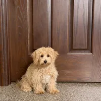 Sonya, a female Maltipoo for sale in Nappanee, IN – Photo 2 of 8