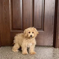 Sonya, a female Maltipoo for sale in Nappanee, IN – Photo 6 of 8