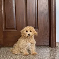 Sonya, a female Maltipoo for sale in Nappanee, IN – Photo 4 of 8