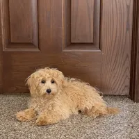 Sonya, a female Maltipoo for sale in Nappanee, IN – Photo 3 of 8