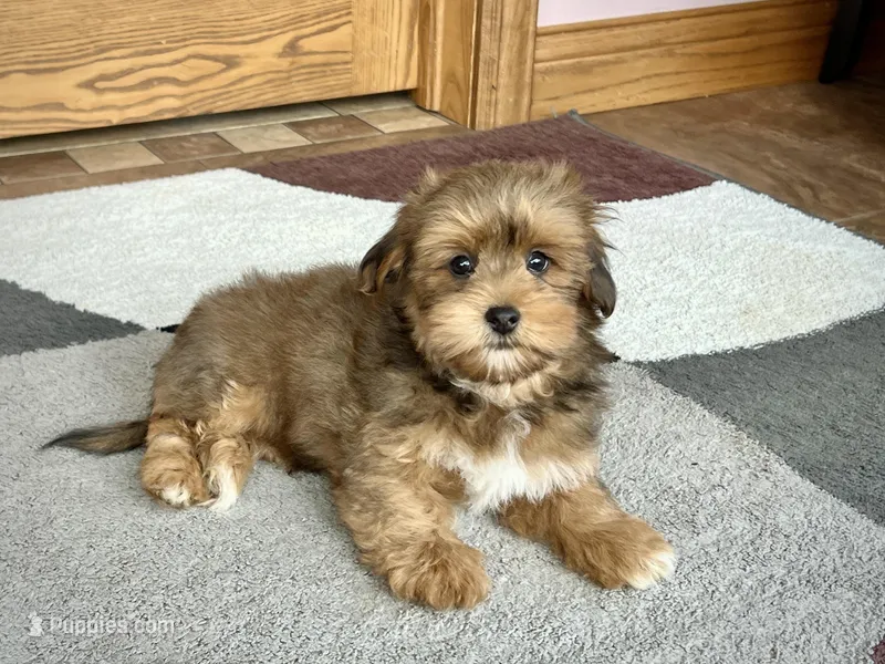 Romeo – Lhasa Apso puppy for sale in Nappanee, IN