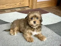 Romeo, a male Lhasa Apso for sale in Nappanee, IN – Photo 1 of 7