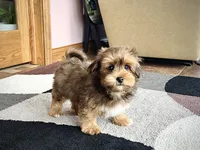 Romeo, a male Lhasa Apso for sale in Nappanee, IN – Photo 7 of 7