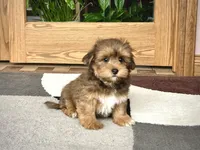Romeo, a male Lhasa Apso for sale in Nappanee, IN – Photo 6 of 7