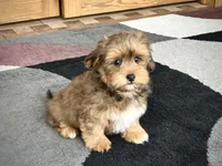 Romeo, a male Lhasa Apso for sale in Nappanee, IN – Photo 4 of 7