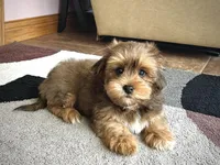 Romeo, a male Lhasa Apso for sale in Nappanee, IN – Photo 3 of 7