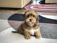 Romeo, a male Lhasa Apso for sale in Nappanee, IN – Photo 2 of 7