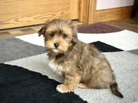 Romeo, a male Lhasa Apso for sale in Nappanee, IN – Photo 5 of 7