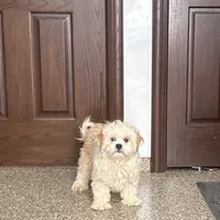 Simba, a male Lhasa Apso for sale in Nappanee, IN – Photo 2 of 3