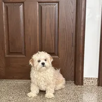 Simba, a male Lhasa Apso for sale in Nappanee, IN – Photo 3 of 3