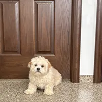 Simba, a male Lhasa Apso for sale in Nappanee, IN – Photo 1 of 3