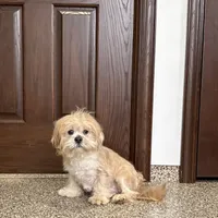 Henry, a male Lhasa Apso for sale in Nappanee, IN – Photo 1 of 9