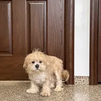 Henry, a male Lhasa Apso for sale in Nappanee, IN – Photo 2 of 9