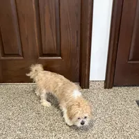 Henry, a male Lhasa Apso for sale in Nappanee, IN – Photo 9 of 9