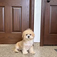 Henry, a male Lhasa Apso for sale in Nappanee, IN – Photo 6 of 9