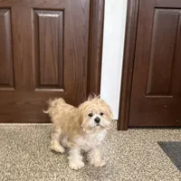 Henry, a male Lhasa Apso for sale in Nappanee, IN – Photo 8 of 9