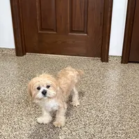 Henry, a male Lhasa Apso for sale in Nappanee, IN – Photo 7 of 9
