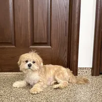 Henry, a male Lhasa Apso for sale in Nappanee, IN – Photo 4 of 9
